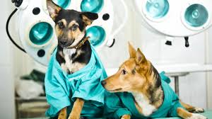 Large towns, where there is a more obvious pet overpopulation problem and competing clinics, will likely have more cheap alternatives when it comes to price. How Much Does It Cost To Spay A Dog In The Uk