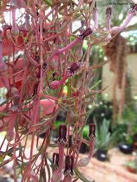 Image result for Ceropegia simplex