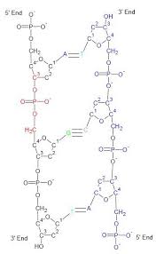 Dna Structure 3 End C 3 Hydroxyl Group On The Ribose Ring 5 End Biochemistry Molecular Biology Plant Science