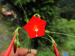 Image result for Ipomoea hederifolia
