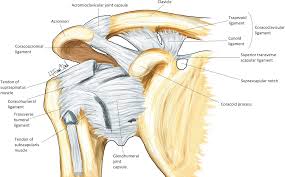 The shoulder joint is not very stable, and it may be easily dislocated as the anatomy is conducive to that and the soft tissues around the joint are. Shoulder Anatomy Springerlink