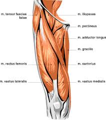 Leg Muscle Chart Muscle Chart For The Upper Leg Upper Leg