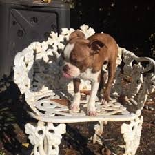 Reserva lockkeepers, valley view en tripadvisor: Reviews Testimonials Puppy Pictures Stories Greenfield Puppies