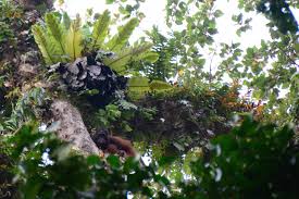 Borneo Archives - Leave Your Daily Hell