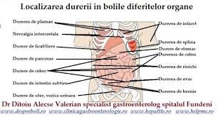 Iata organele care pot fi la baza disconfortului tau in partea stanga a corpului. De Ce Doare Burta In Dreapta 0758 751 841 Dr Ditoiu Specialist Gastroenterologie Si Hepatologie