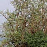 Image result for Aeschynomene elaphroxylon