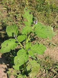 Image result for Heliotropium indicum