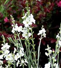 Image result for Cordylostigma virgatum