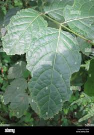 Image result for Psydrax subcordata