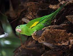 And aside from the mentioned areas, this parakeet has also established itself in areas in rio de janeiro. Yellow Chevroned Parakeet Life Expectancy