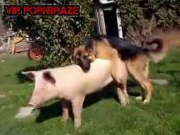Check spelling or type a new query. Dog Fuck Pig Hd Porn Porn Tubes Video Sex Pornbraze Com