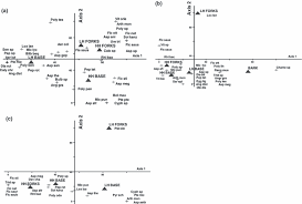 Image result for Eggelingia ligulifolia