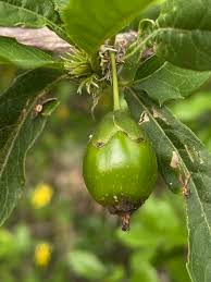 Image result for Hugonia platysepala