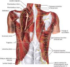 Thoracic cavity, also called chest cavity, the second largest hollow space of the body. Applied Anatomy Of The Chest Wall And Mediastinum Basicmedical Key