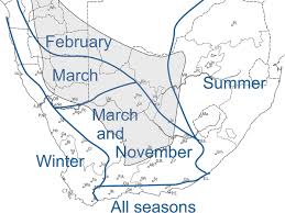 Image result for Plinthus