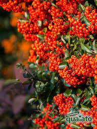 Alberi da giardino sempreverdi e resistenti al freddo. 5 Piante Da Siepi Fiorite Perfette Per Il Giardino Floricoltura Quaiato
