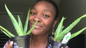 The Amazing Benefits Of Aloe Vera For 4c Hair 4c Haircare Com