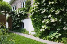 Admittedly north side mostly does not receive direct sunlight, it can be quite bright and well lit with indirect. 11 Best Shade Plants To Grow Along A North Facing Wall