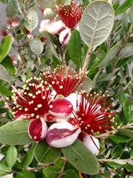 Nehmen sie die pflanzen von brasilianische guave aus den verpackungen, ohne eile und mit vorsicht. Brasilianische Guave Ananas Guave Feijoas Sonstiges Obst Obstpflanzen Pflanzen Der Palmenmann