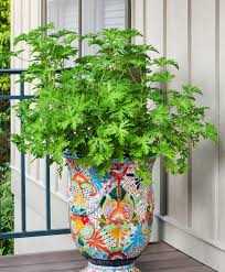 Here are 10 plants that'll repel bugs. 13 Plants That Keep Mosquitos Away A Few Shortcuts