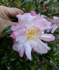 Camellia Sasanqua Autumn Dawn Camellia Horticulture Flowers