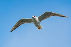 A Flying Seagull Picture And HD Photos | Free Download On Lovepik