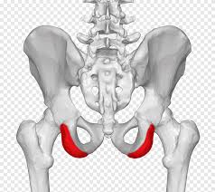 1 meaning of psis abbreviation related to pain Posterior Superior Iliac Spine Iliac Crest Anterior Superior Iliac Spine Anatomy Psis Hand Human Png Pngegg