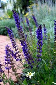 We did not find results for: Deadhead Salvia Landscaping Gardening Diy Gardenista Deadheading Flowers Salvia Landscaping Salvia Plants
