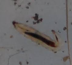 Nematodes translucent small clear worm. Small White Larvae With Black Insides All About Worms