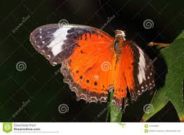 Butterfly Orange Lacewing Cethosia Penthesilea Stock
