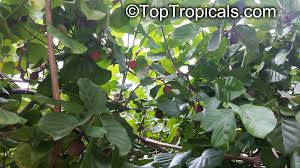 Image result for Sarcocephalus