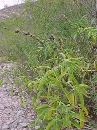 Image result for Otholobium foliosum