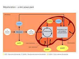Last year i blogged about the cellular respiration diagram that i had saved from college and use in class with my students here. Mitochondrion A Mini Power Plant The Siemens Stiftung Media Portal
