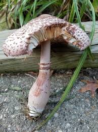 Image result for Lepidagathis pallescens