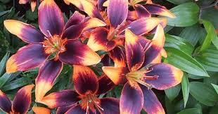 Maybe you would like to learn more about one of these? 1 Starlette Asiatic Beautifull Lily Flower Bulb 14 16 Cm Bulb Flowers Lily Bulbs Flower Landscape
