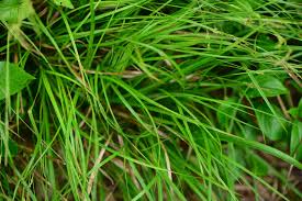 Image result for Tristachya