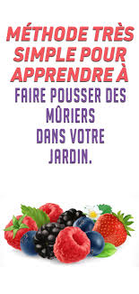 Les Muriers Sont Originaires Des Regions Temperees Et Chaudes De L Hemisphere Nord Principalement L Extreme Orient Mongolie C Nutrition Permaculture Cooking