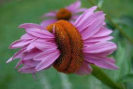 Mutant Coneflower Blooms Flowers Bloom Plants