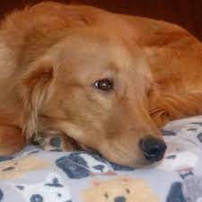 Maybe you would like to learn more about one of these? As Good As Gold Golden Retriever Rescue Of Illinoisteddy Courtesy Posting For Grrow As Good As Gold Golden Retriever Rescue Of Illinois