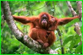 10 Daftar Hewan Terancam Punah Di Indonesia Dan Keterangannya Daftarhewan Com Di 2020 Hewan Langka Hewan Taman Nasional Gunung Leuser
