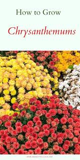 How To Grow Chrysanthemums Garden Mum Planting Mums Beautiful Flowers Garden
