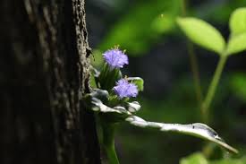 Image result for Cyanotis vaga