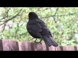 Do blackbirds return to the same garden. All About The Blackbird Gardenbird