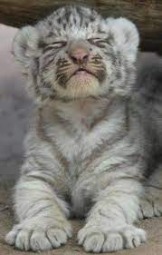 Absolutely Love This Very Cute Picture Cute Animals Cute Baby Animals Baby Animals