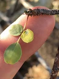 Image result for Commiphora tenuipetiolata