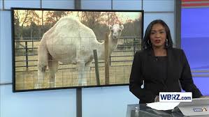 That means there are explosive vapors (not fumes). Tiger Truck Stop Owner Using Viral Camel Incident To Draw In Customers