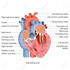 Human body diagrams this diagrams shows the major arteries in the human body diagram circulatory pathways anatomy and physiology openstax explore the diverse image result for simple diagram of the human arterial system. Simple Human Lungs And Heart Diagram For Kids Pictures Simple Human Heart Labeled Human Anatomy Diagram Human Heart Diagram Heart Diagram Heart Anatomy