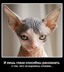 И лишь глаза способны рассказать о том, чего не выразишь словами... /  демотиватор :: котэ (прикольные картинки с кошками) / смешные картинки и  другие приколы: комиксы, гиф анимация, видео, лучший интеллектуальный юмор.