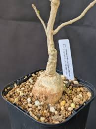 Image result for Hymenodictyon parvifolium