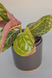 Why The Tips Of Your Houseplant S Leaves Are Turning Brown Better Homes Gardens